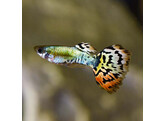 Poecilia reticulata Guppy Male Leopard Cobra L