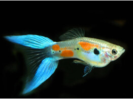 Poecilia reticulata Guppy Male Blue Double Sword L