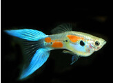 Poecilia reticulata Guppy Male Blue Double Sword L