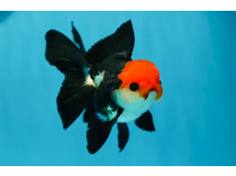 Carassius auratus Red Cap Black Oranda 8-10