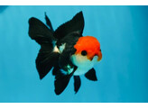 Carassius auratus Red Cap Black Oranda 8-10