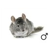 Chinchilla standaard man  /  Chinchilla standard male