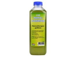 Phytoplankton Nannochloropsis gaditana - 1000 mL