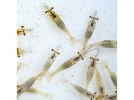 River Shrimps - Bulk 70-90g shrimps/bag