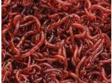 Red mosquito  Bloodworm  Large - 100g