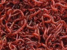 Red mosquito  Bloodworm  Large - 250g