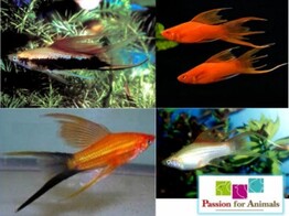 Xiphophorus helleri  xipho Hi fin Lyretail assorted  ML