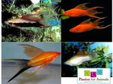 Xiphophorus helleri  xipho Hi fin Lyretail assorted  ML