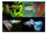 Poecilia reticulata Guppy Male Snakeskin Cobra Mix L