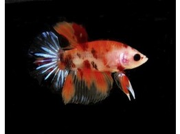 Betta Splendens Male Koi L