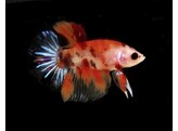 Betta Splendens Male Koi L