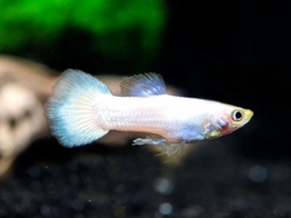 Poecilia reticulata Guppy Male Snow White Platinum L