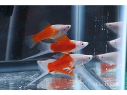 Xiphophorus helleri Bicolor Koi L