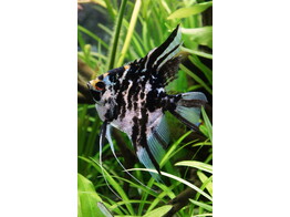 Pterophyllum scalare Marble L-XL