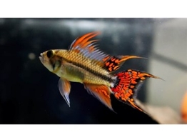 APISTOGRAMMA CACATUOIDES ORANGE RED 3-4