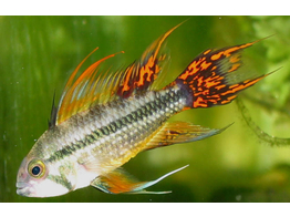 APISTOGRAMMA CACATUOIDES ORANGE RED XL