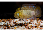 APISTOGRAMMA TUCURUI 3-4