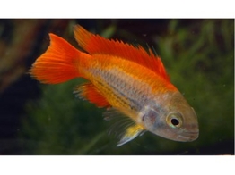 APISTOGRAMMA CACATUOIDES MEGA ORANGE 3-4