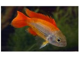 APISTOGRAMMA CACATUOIDES MEGA ORANGE 3-4