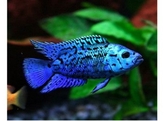 NANDOPSIS OCTOFASCIATA BLUE DEMPSEY JACK 3