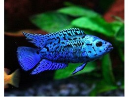 NANDOPSIS OCTOFASCIATA BLUE DEMPSEY JACK 3