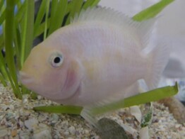 CICHLASOMA/AMATITLANIA NIGROFASCIATA ALBINO 4 5-6