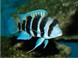 CYPHOTILAPIA FRONTOSA BURUNDI 4 5-5