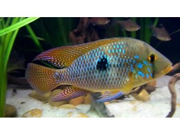 GEOPHAGUS BRASILIENSIS 4