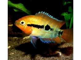 HEROTILAPIA MULTISPINOSA 3-4