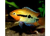 HEROTILAPIA MULTISPINOSA 3-4