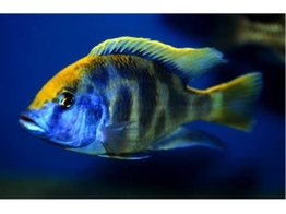 NIMBOCHROMIS VENUSTUS 3