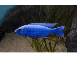 HAPLOCHROMIS AHLI  SCIAENOCHROMIS FRYERI  4-5