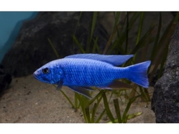 HAPLOCHROMIS AHLI  SCIAENOCHROMIS FRYERI  3