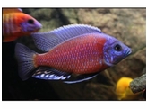 COPADICHROMIS BORLEYI RED FIN 3