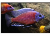 COPADICHROMIS BORLEYI RED FIN 8-14