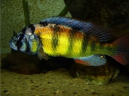 HAPLOCHROMIS OBLIQUIDENS 4-4 5