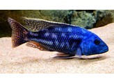 NIMBOCHROMIS FUSCOTAENIATUS 4-5