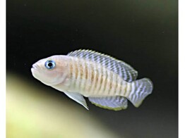 LAMPROLOGUS MULTIFASCIATUS 2-2 5