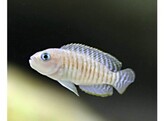 LAMPROLOGUS MULTIFASCIATUS 2-2 5