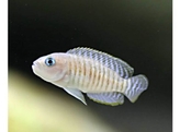 LAMPROLOGUS MULTIFASCIATUS 3 5-4 5