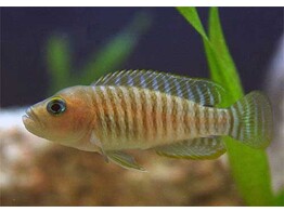 LAMPROLOGUS MULTIFASCIATUS 4-6