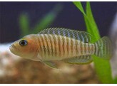 LAMPROLOGUS MULTIFASCIATUS 4-6