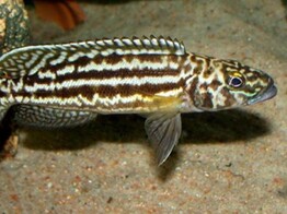 LAMPROLOGUS NKAMBAE 3