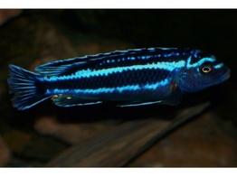 MELANOCHROMIS JOHANNII 5 5-7