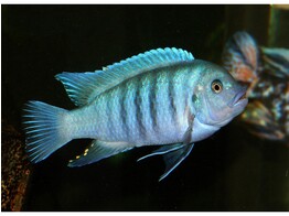 PSEUDOTROPHEUS ZEBRA BLUE   BLUE 4-5