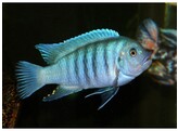 PSEUDOTROPHEUS ZEBRA BLUE   BLUE 4-5