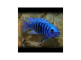 PSEUDOTROPHEUS ZEBRA BLUE   BLUE 5 5-7