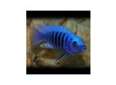 PSEUDOTROPHEUS ZEBRA BLUE   BLUE 5 5-7