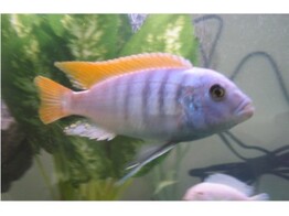 PSEUDOTROPHEUS ZEBRA RED FIN 4-5