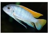 PSEUDOTROPHEUS/MAYLANDIA GRESHAKEI 3-3 5